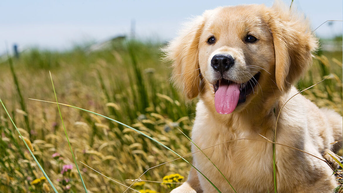 Golden Retriever Charakterystyka Rasy Cena Wady i Zalety Ile Żyją