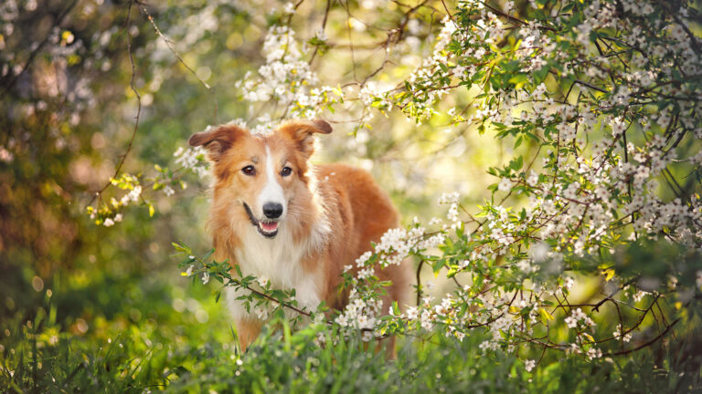 Pets Style – Wiosna 2020