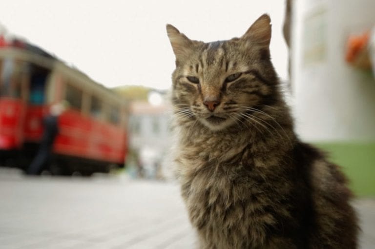 Kedi. Sekretne życie kotów