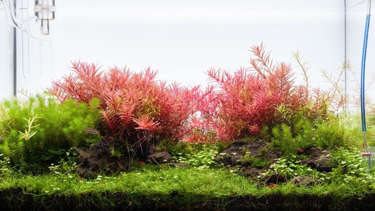 Aquascaping