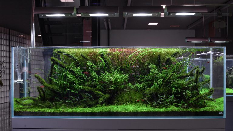 Takashi Amano – prekursor Nature Aquarium