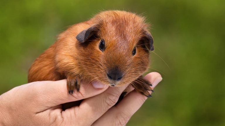 Żywienie kawii – naturalnie najlepsze