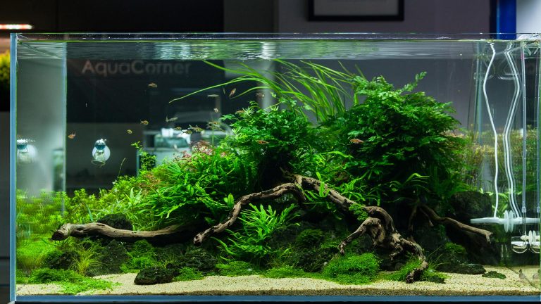 Akwarium naturalne – iwagumi, ryuboku, mizube i ragwork