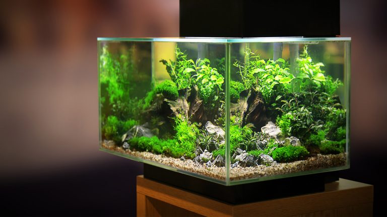 Aquascaping