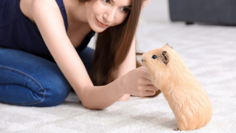 Kawie domowe – ciekawostki, o jakich nie każdy wie