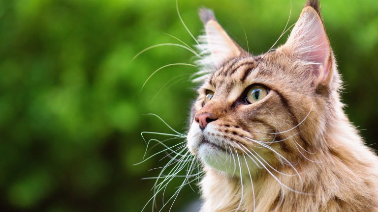 Świat marki Animonda Petcare – karmienie z sercem i z głową