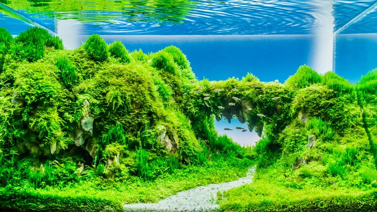 IAPLC – The International Aquatic Plants Layout Contest – WYNIKI