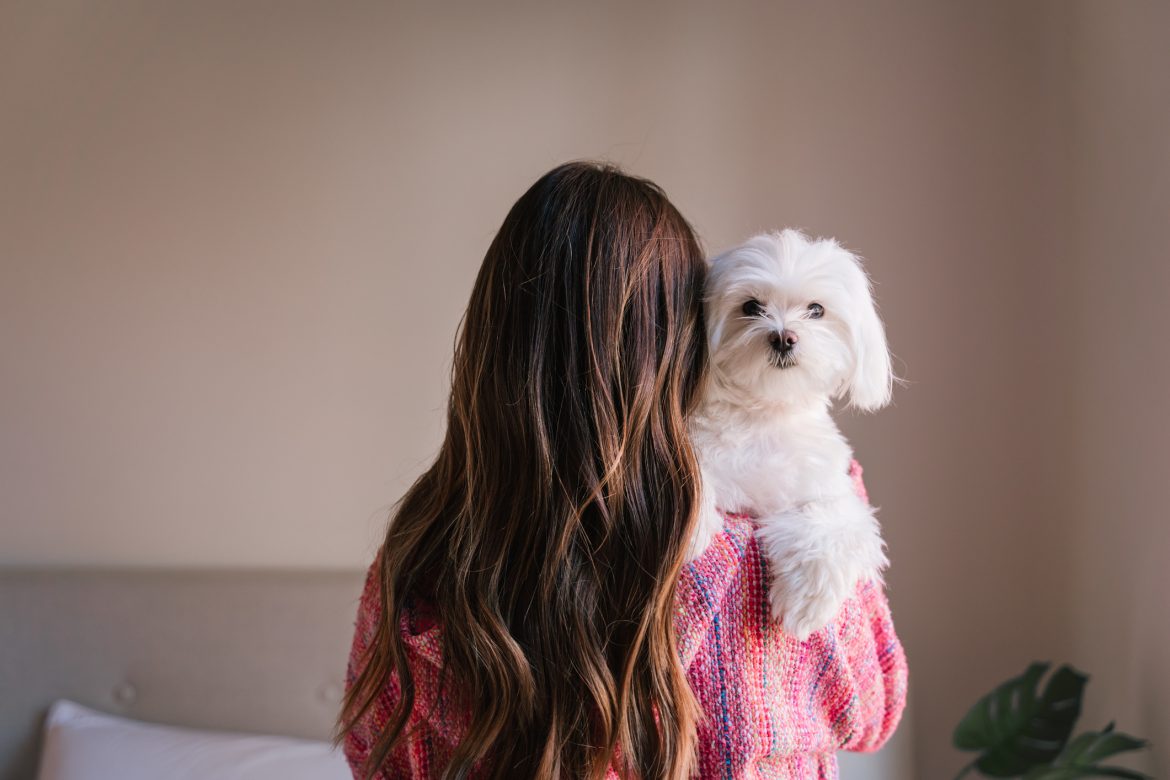 young woman holding her maltese dog on shoulder at home. Pets and lifestyle. back view