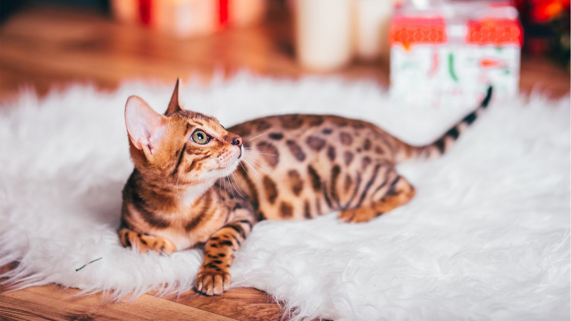 header-cat-new-year