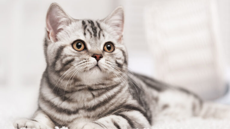 Na tropie żwirku idealnego – gama PureCat marki Zolux