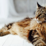 Maine coon – QUIZ