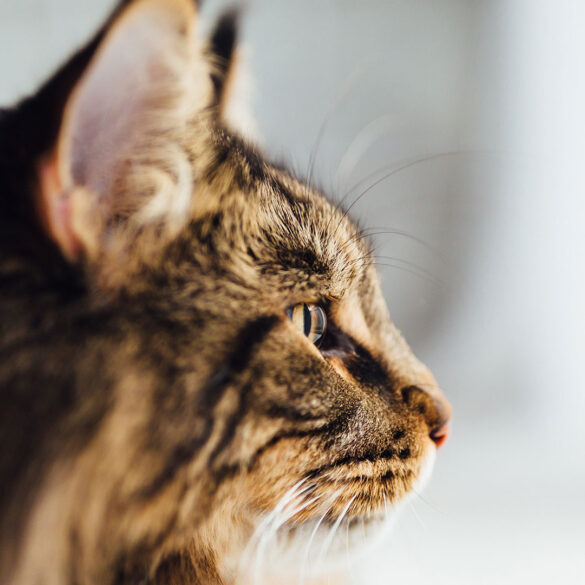 Kot Szkocki Zwis ouchy Charakter Cena Opis Koty Szkockie PETS STYLE Kot Szkocki Zwis ouchy Charakter Cena Opis Koty Szkockie PETS STYLE