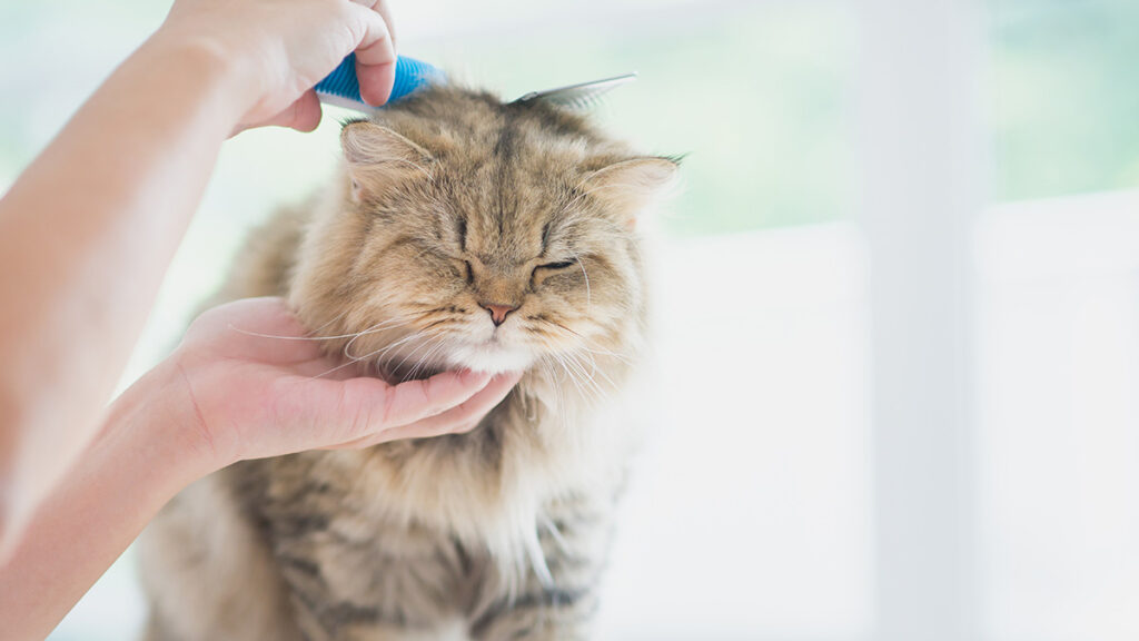 pielęgnacja kota perskiego