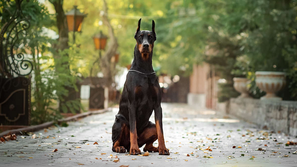 Czy Na Dobermana Trzeba Miec Pozwolenie Doberman – Wszystko o Rasie? Jaki PETS STYLE