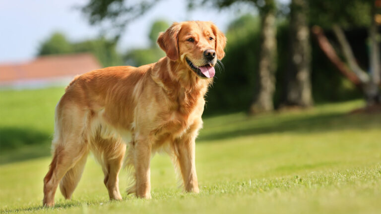 Golden retriever – wszystko o rasie