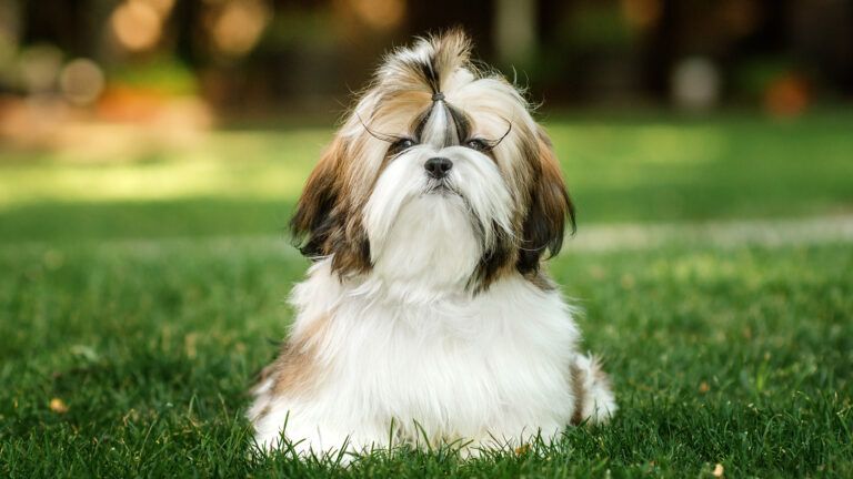 Shih tzu – wszystko o rasie