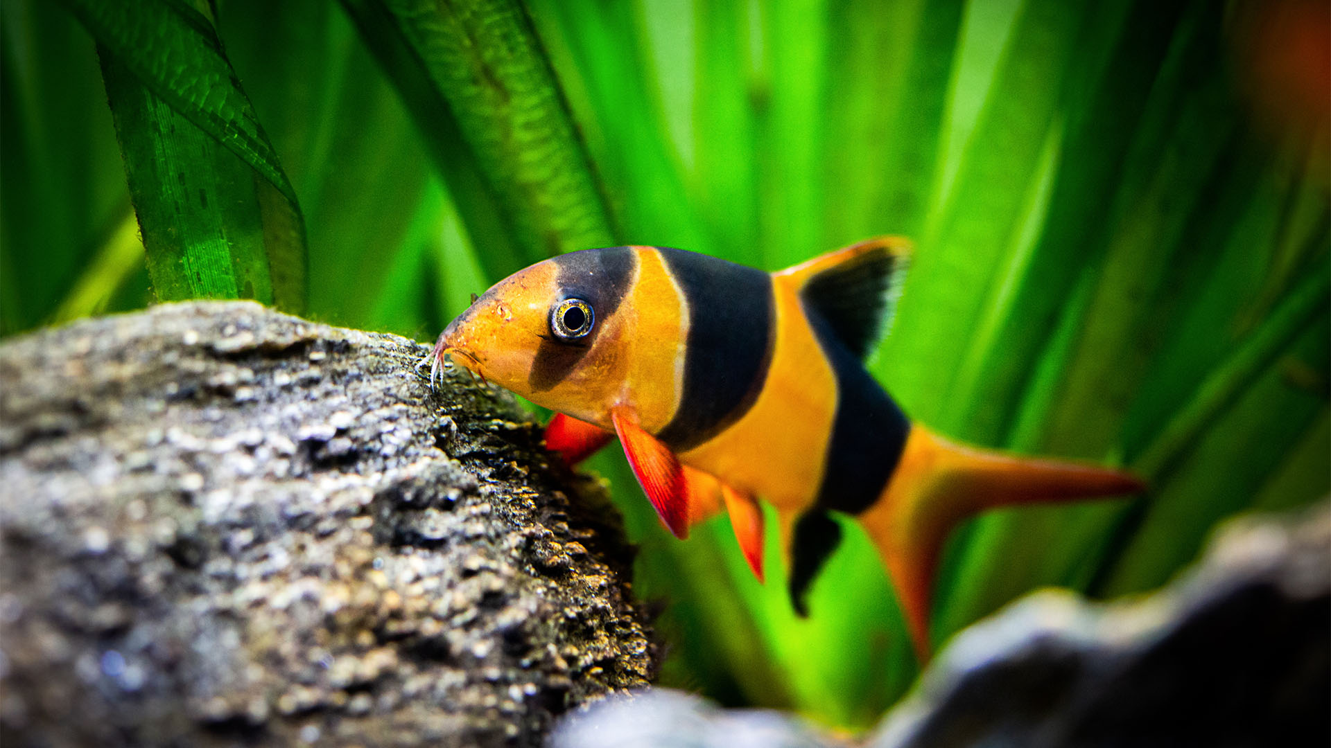 Ryby Które Nie Potrzebują Filtra I Grzałki pets-style.pl