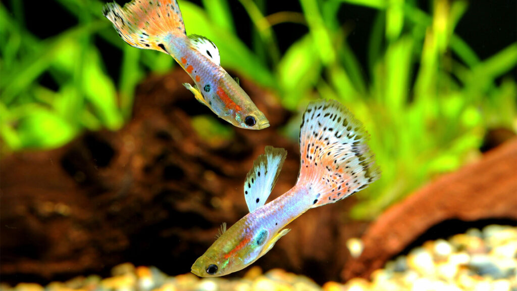 gupik pawie oczko - ryby akwariowe
