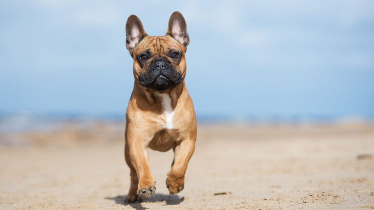 Buldog francuski