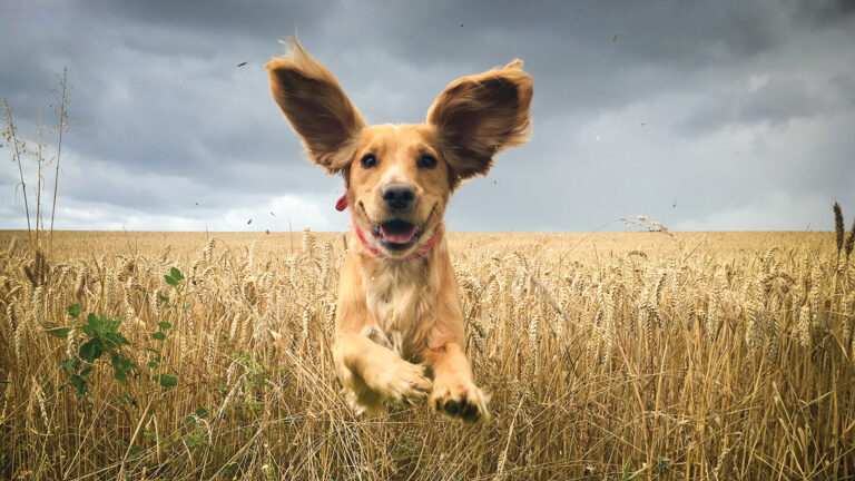 Happy Dog, bo dobra karma uszczęśliwia psy!