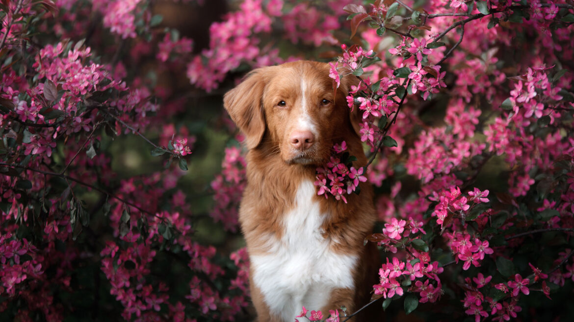 Karmy uzupełniające dla psów