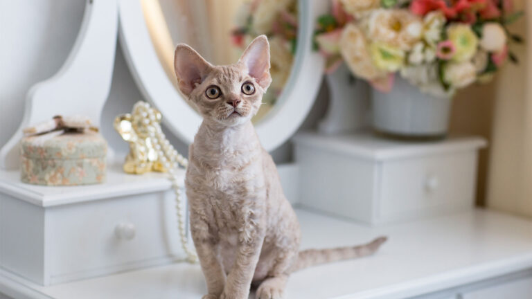 Kot devon rex – charakterystyka i opis rasy