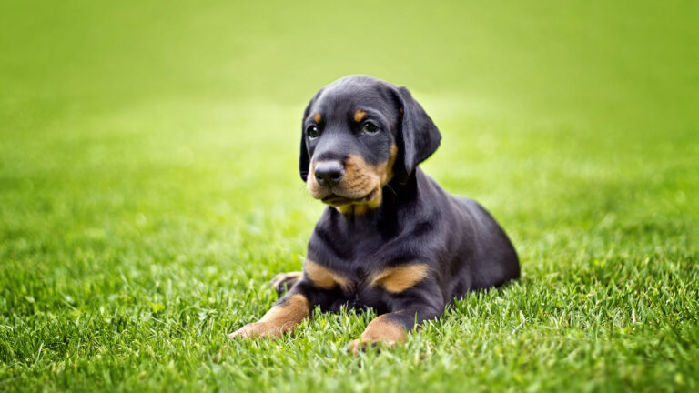 Doberman – sprawdź, co o nim wiesz – QUIZ