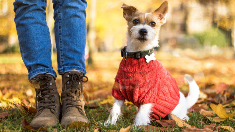 Jack Russell Terrier – QUIZ