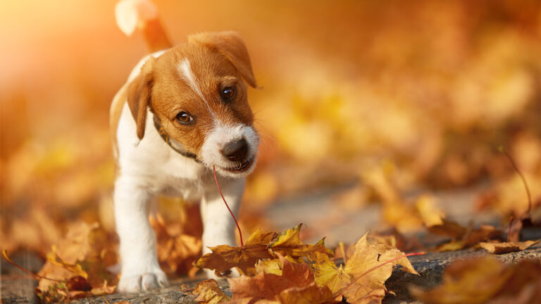 Jack russell terrier – opis, szkolenie, żywienie