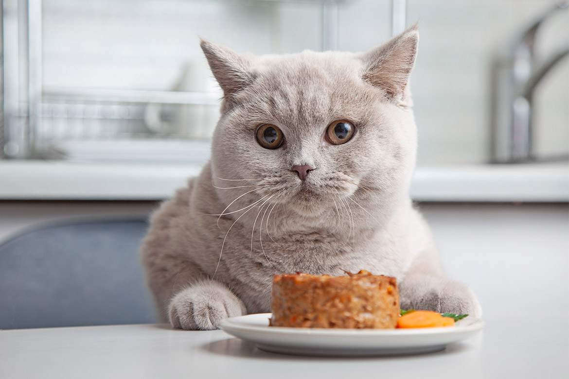 header-cat-diet żywienie kota