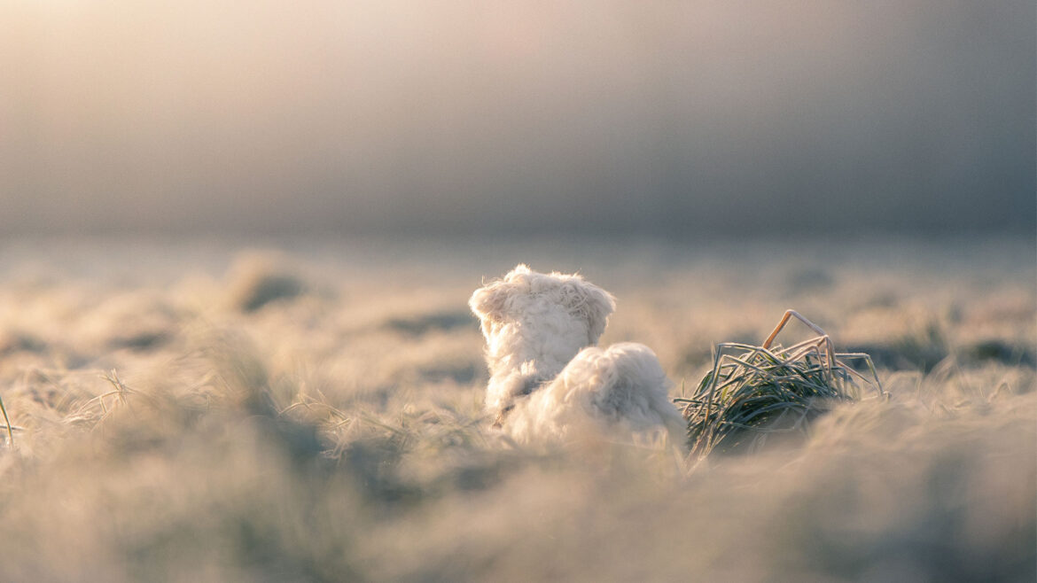 header-quiz-maltese