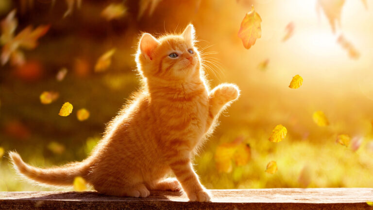 Pets Style – Jesień 2021