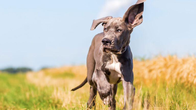 Pets Style – Lato 2021