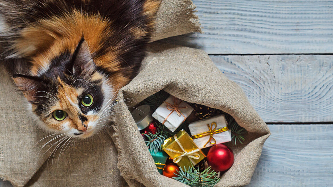 header-cat-gift