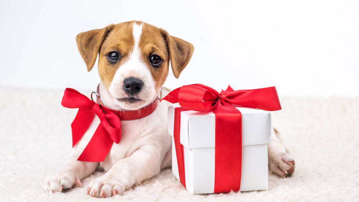 header-dog-gift-0