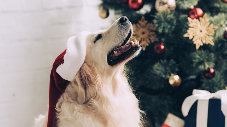 Smakołyki dla psa na każdą okazję – Happy Dog