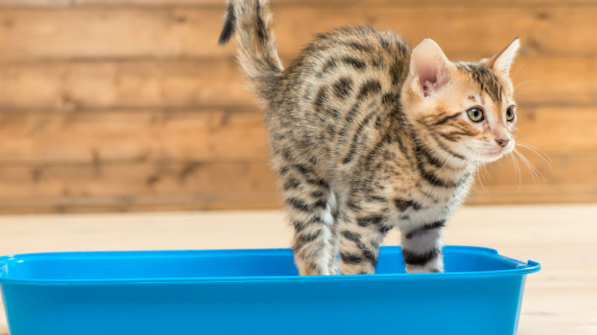 header-cat-toilet