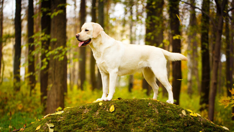 Labrador Retriever – Charakterystyka i Opis Rasy Psów