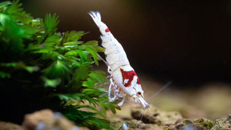 Jak założyć krewetkarium