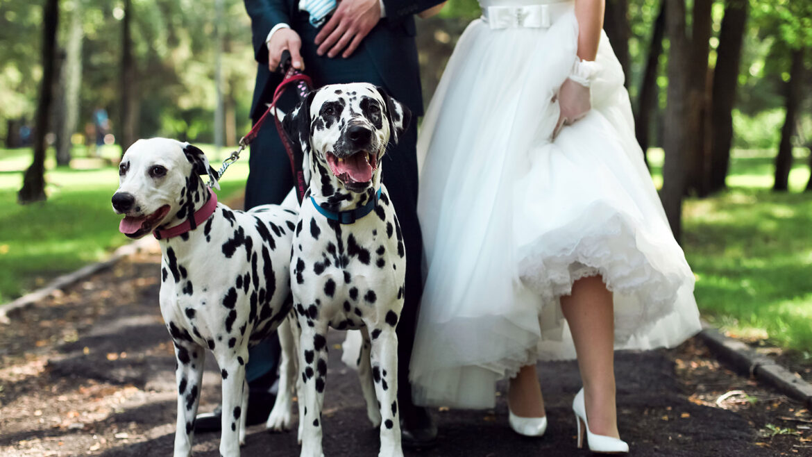 header-wedding-dog