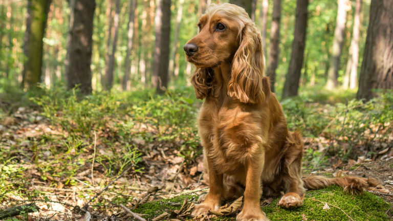 Angielski cocker spaniel – QUIZ