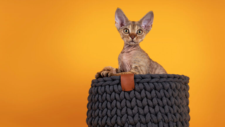 Devon Rex – QUIZ