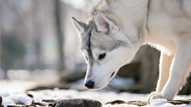 Siberian husky – QUIZ
