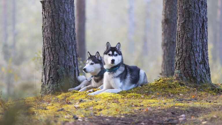 Siberian husky – wszystko o rasie