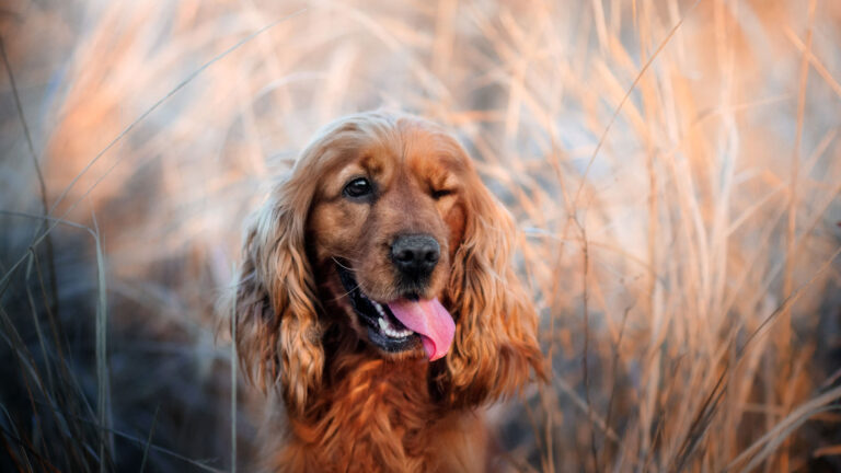 Cocker-spaniel – wszystko o rasie