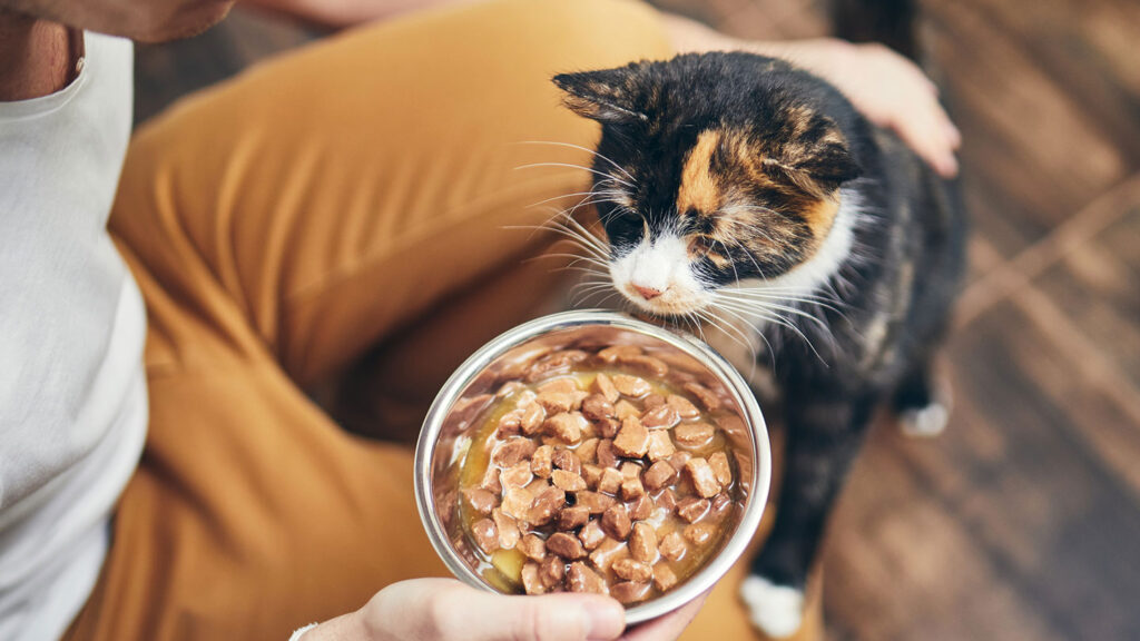 karma dla kota alergika, alergia pokarmowa u kota