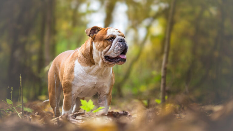 Buldog angielski – wszystko o rasie