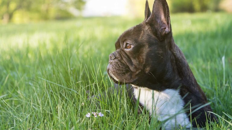 Buldog francuski – QUIZ