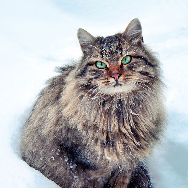 1. Które zdjęcie przedstawia kota syberyjskiego?