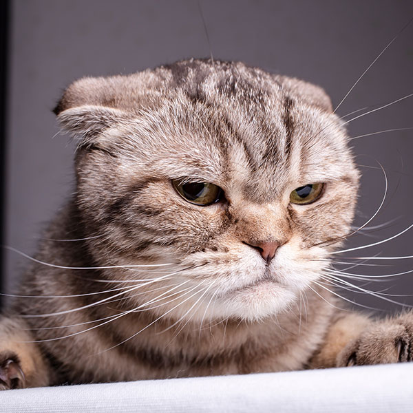 1. Które zdjęcie przedstawia kota syberyjskiego?